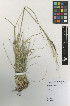  ( - IIBCE01)  @11 [ ] CreativeCommons - Attribution Share-Alike (2019) Unspecified Universidad de la Republica, Facultad de Agronomia, Bernardo Rosengurtt Herbarium
