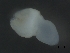  (Taeniidae - PAVEA_Hd4701)  @11 [ ] by-sa - CreativeCommons - Attribution Share-Alike  Unspecified University of Veterinary Medicine, Vienna