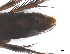  ( - PAVEA_Flo3)  @11 [ ] by-sa - CreativeCommons - Attribution Share-Alike  Unspecified University of Veterinary Medicine, Vienna