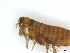  (Ctenophthalmus sp - PAVEA_Flo5)  @11 [ ] by-sa - CreativeCommons - Attribution Share-Alike  Unspecified University of Veterinary Medicine, Vienna