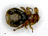  (Melophagus - PAVEA_SL1.1)  @11 [ ] by-sa - CreativeCommons - Attribution Share-Alike  Unspecified University of Veterinary Medicine, Vienna