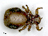  (Melophagus - PAVEA_SL2.1)  @11 [ ] by-sa - CreativeCommons - Attribution Share-Alike  Unspecified University of Veterinary Medicine, Vienna