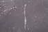  ( - CC00072)  @11 [ ] by-nc-sa (2024) Luis Martell University Museum of Bergen, Natural History Collections
