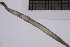  ( - CC00101)  @11 [ ] by-nc-sa (2024) Luis Martell University Museum of Bergen, Natural History Collections