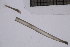  ( - CC00104)  @11 [ ] by-nc-sa (2024) Luis Martell University Museum of Bergen, Natural History Collections