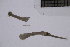  ( - CC00136)  @11 [ ] by-nc-sa (2024) Luis Martell University Museum of Bergen, Natural History Collections