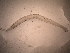  ( - CC00160)  @11 [ ] by-nc-sa (2024) Luis Martell University Museum of Bergen, Natural History Collections