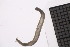  ( - CC00161)  @11 [ ] by-nc-sa (2024) Luis Martell University Museum of Bergen, Natural History Collections