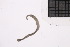  ( - CC00162)  @11 [ ] by-nc-sa (2024) Luis Martell University Museum of Bergen, Natural History Collections