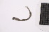  ( - CC00163)  @11 [ ] by-nc-sa (2024) Luis Martell University Museum of Bergen, Natural History Collections