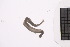 ( - CC00165)  @11 [ ] by-nc-sa (2024) Luis Martell University Museum of Bergen, Natural History Collections