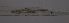  ( - PZ0001)  @11 [ ] by-nc-sa (2023) Luis Martell University Museum of Bergen, Natural History Collections
