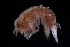  ( - PZ0017)  @11 [ ] by-nc-sa (2023) Luis Martell University Museum of Bergen, Natural History Collections