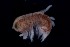  ( - PZ0041)  @11 [ ] by-nc-sa (2023) Luis Martell University Museum of Bergen, Natural History Collections