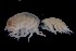  ( - PZ0045)  @11 [ ] by-nc-sa (2023) Luis Martell University Museum of Bergen, Natural History Collections