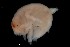  ( - PZ0053)  @11 [ ] by-nc-sa (2023) Luis Martell University Museum of Bergen, Natural History Collections
