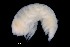  ( - PZ0065)  @11 [ ] by-nc-sa (2023) Luis Martell University Museum of Bergen, Natural History Collections