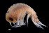  ( - PZ0211)  @11 [ ] by-nc-sa (2023) Luis Martell University Museum of Bergen, Natural History Collections