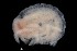  ( - PZ0241)  @11 [ ] by-nc-sa (2023) Luis Martell University Museum of Bergen, Natural History Collections