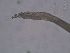  ( - PZ0254)  @11 [ ] by-nc-sa (2023) Luis Martell University Museum of Bergen, Natural History Collections