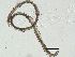 ( - PZ0298)  @11 [ ] by-nc-sa (2023) Luis Martell University Museum of Bergen, Natural History Collections