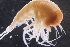  ( - PZ0606)  @11 [ ] by-nc-sa (2025) Luis Martell University Museum of Bergen, Natural History Collections