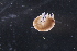 ( - PZ0607)  @11 [ ] by-nc-sa (2025) Luis Martell University Museum of Bergen, Natural History Collections