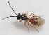  ( - BIOUG00976-D03)  @13 [ ] CreativeCommons - Attribution (2011) Peter J. Bryant Centre for Biodiversity Genomics