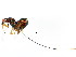  ( - BIOUG01203-F01)  @11 [ ] CreativeCommons - Attribution (2011) CBG Photography Group Centre for Biodiversity Genomics
