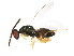  ( - BIOUG01203-H02)  @13 [ ] CreativeCommons - Attribution (2011) CBG Photography Group Centre for Biodiversity Genomics