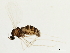  (Rhopalomyia audibertiae - PBCAG-056)  @14 [ ] CreativeCommons - Attribution (2010) CBG Photography Group Centre for Biodiversity Genomics