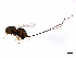  ( - PBCAG-333)  @11 [ ] CreativeCommons - Attribution (2010) CBG Photography Group Centre for Biodiversity Genomics