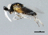  (Anagyrus - PBCAG-419)  @13 [ ] CreativeCommons - Attribution (2010) CBG Photography Group Centre for Biodiversity Genomics