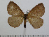  ( - BC-Basq 2925)  @11 [ ] Copyright (2011) Patrick Basquin Research Collection of Patrick Basquin