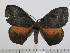  ( - BC-Basq 2928)  @14 [ ] Copyright (2011) Patrick Basquin Research Collection of Patrick Basquin