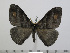  ( - BC-Basq 2954)  @15 [ ] Copyright (2011) Patrick Basquin Research Collection of Patrick Basquin