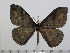  ( - BC-Basq 2956)  @14 [ ] Copyright (2011) Patrick Basquin Research Collection of Patrick Basquin