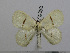  (Chionopsyche admirabile - BC-Basq 3053)  @13 [ ] Copyright (2011) Patrick Basquin Research Collection of Patrick Basquin