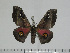  ( - BC-Basq 3131)  @13 [ ] Copyright (2011) Patrick Basquin Research Collection of Patrick Basquin