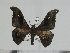  ( - BC-Basq 3133)  @14 [ ] Copyright (2011) Patrick Basquin Research Collection of Patrick Basquin