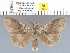  (Calliteara - yellow-169)  @15 [ ] Unspecified (default): All Rights Reserved  Unspecified Unspecified