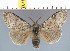  (Calliteara axutha - yellow-177)  @14 [ ] Unspecified (default): All Rights Reserved  Unspecified Unspecified