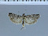  (Episcythrastis tabidella - B112-2011)  @14 [ ] Unspecified (default): All Rights Reserved  Unspecified Unspecified