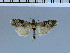  (Pempelia formosa - G18-2011)  @13 [ ] Unspecified (default): All Rights Reserved  Unspecified Unspecified