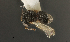  (Psix lacunatus - PSIX_42:USNMENT01335581)  @11 [ ] CreativeCommons - Attribution Share-Alike (2023) Unspecified Florida State Collection of Arthropods