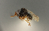  ( - PSIX_173:DPI_FSCA_00009702)  @11 [ ] CreativeCommons - Attribution Share-Alike (2023) Unspecified Florida State Collection of Arthropods