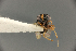  ( - PSIX_173:DPI_FSCA_00009702)  @11 [ ] CreativeCommons - Attribution Share-Alike (2023) Unspecified Florida State Collection of Arthropods