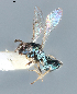  ( - DBM 06)  @11 [ ] CreativeCommons - Attribution Share-Alike (2025) Unspecified Florida State Collection of Arthropods