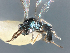  ( - DBM 07)  @11 [ ] CreativeCommons - Attribution Share-Alike (2025) Unspecified Florida State Collection of Arthropods