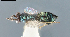  ( - DBM 06)  @11 [ ] CreativeCommons - Attribution Share-Alike (2025) Unspecified Florida State Collection of Arthropods